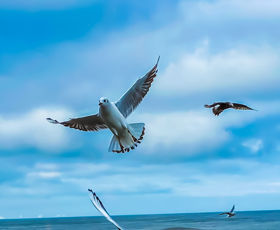 Second place Jenna Rose Newman, Yr11